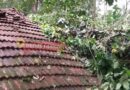 അരിക്കുളം കാരയാട് കാറ്റിലും മഴയിലും വന്‍മരം കടപുഴകി വീണ് വീട് തകര്‍ന്നു