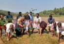 കീഴ്പയ്യൂര്‍ പാടശേഖര സമിതിക്കു കീഴില്‍ പുഞ്ചകൃഷിയുമായി നളന്ദ സ്വയം സഹായ സംഘം