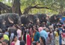 കൊയിലാണ്ടി കൊരയങ്ങാട് തെരു ഭഗവതി ക്ഷേത്രത്തിലെ താലപ്പൊലി മഹോല്‍സവത്തിന്റെ ഭാഗമായി ആനയൂട്ട് നടത്തി
