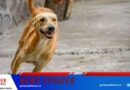 തെരുവ് നായയുടെ ആക്രമത്തില്‍ മൂന്നുപേര്‍ക്ക് പരിക്ക്