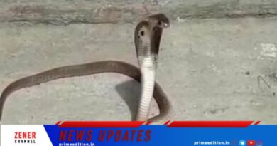 വേനലിലെ പാമ്പ് ശല്യം: ജാഗ്രത പാലിക്കണം