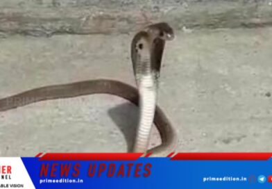 വേനലിലെ പാമ്പ് ശല്യം: ജാഗ്രത പാലിക്കണം