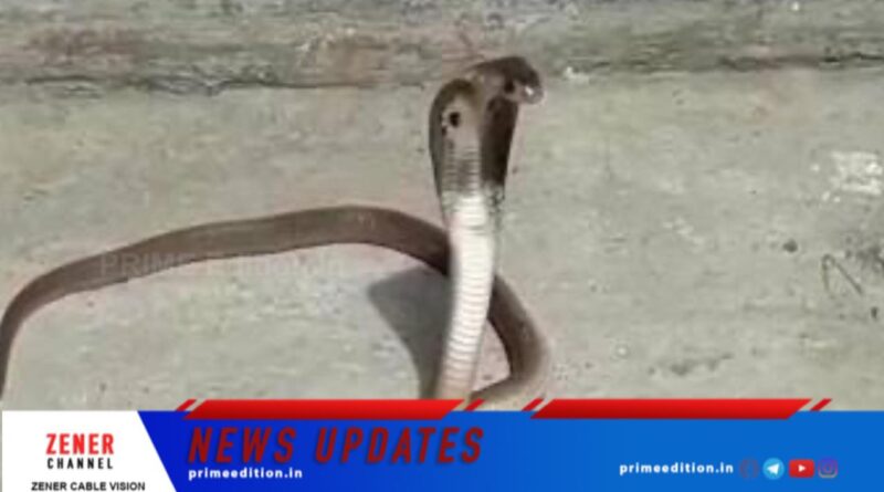 വേനലിലെ പാമ്പ് ശല്യം: ജാഗ്രത പാലിക്കണം