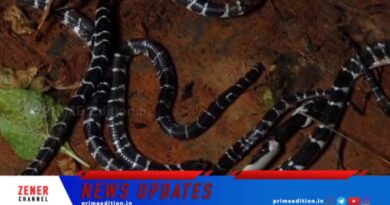 കുട്ടികൾ ഉറങ്ങിയ കിടക്കയിൽ വിഷപ്പാമ്പ്;  അഞ്ച് വെള്ളിക്കെട്ടനെ പിടികൂടി