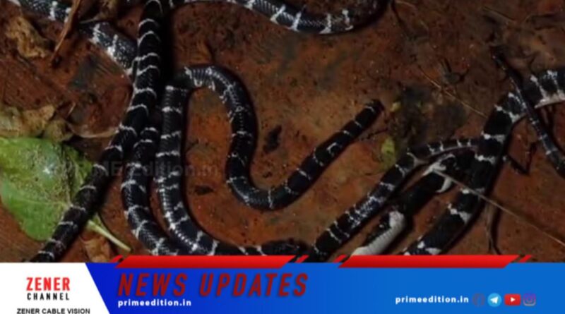 കുട്ടികൾ ഉറങ്ങിയ കിടക്കയിൽ വിഷപ്പാമ്പ്;  അഞ്ച് വെള്ളിക്കെട്ടനെ പിടികൂടി