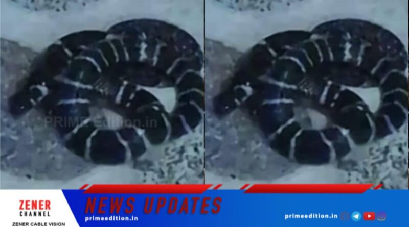 പേരാമ്പ്രയില്‍ യുവതിക്ക് പാമ്പ് കടിയേറ്റു