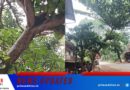 റോഡിലേക്ക് മരം  ചെരിഞ്ഞ് ഗതാഗതം ഭാഗികമായി സ്തംഭിച്ചു